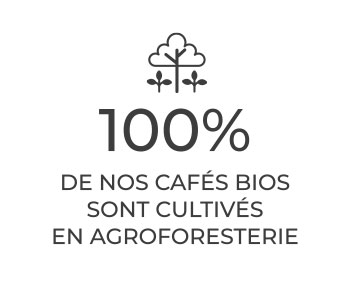 lobodis: 100% de nos cafés bios cultivés en agroforestrerie
